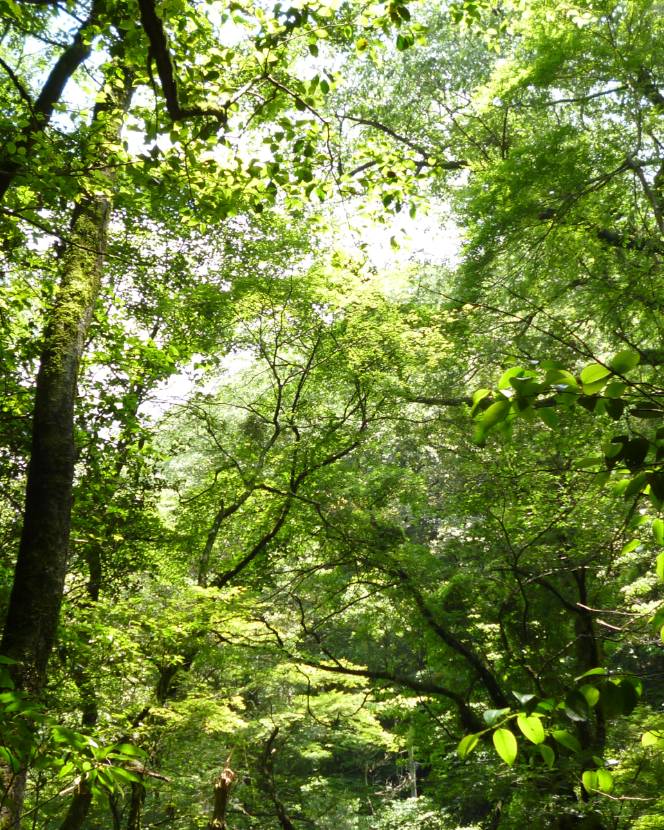 プリセット画像 4