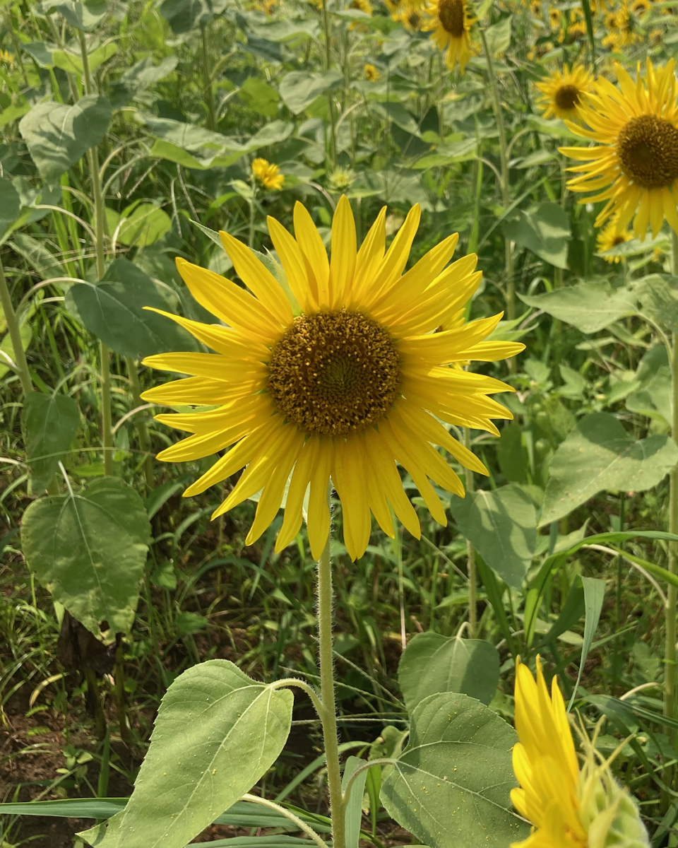 プリセット画像 6